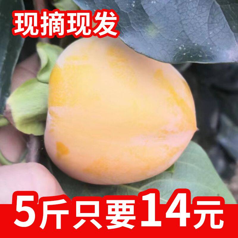 小果25年做柿饼的柿子涩柿子山西汾阳牛心柿子泡酒做柿漆现摘现发