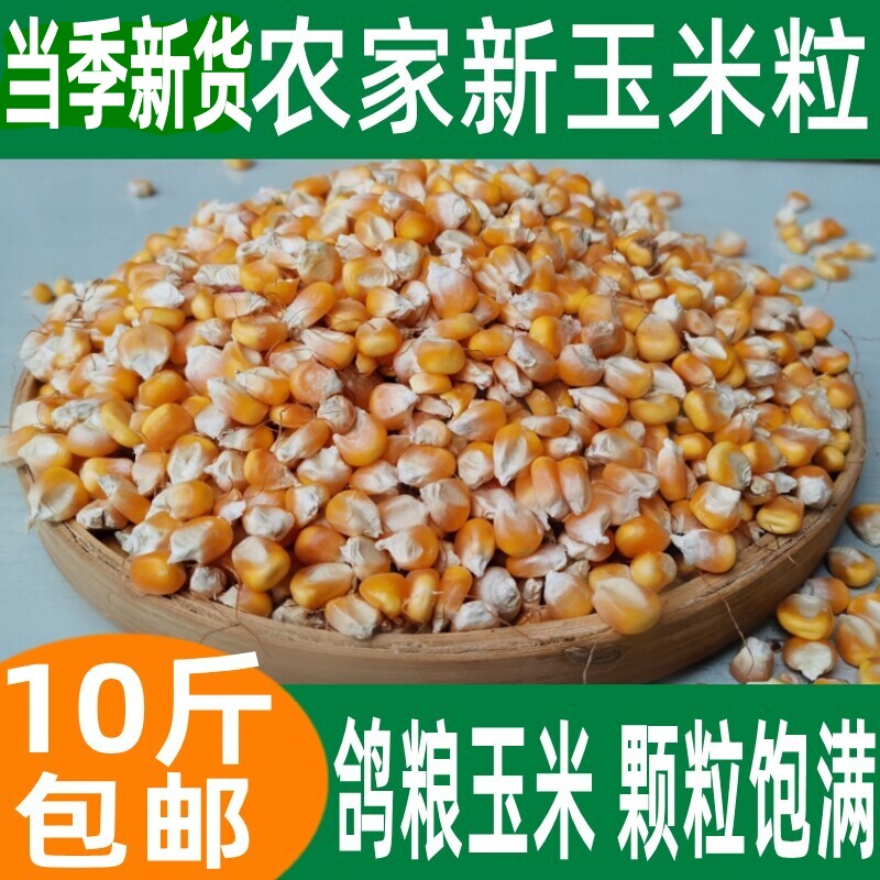 农家自产干玉米粒散装新货