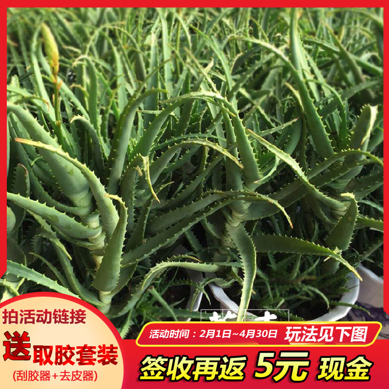 第二个半价龙爪菊木立芦荟盆栽花卉芦荟植物绿植食用药用芦荟叶片