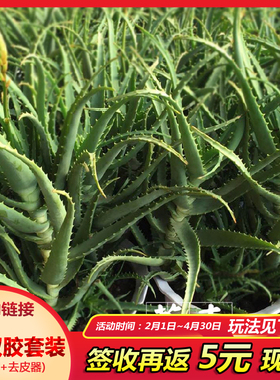 第二个半价龙爪菊木立芦荟盆栽花卉芦荟植物绿植食用药用芦荟叶片