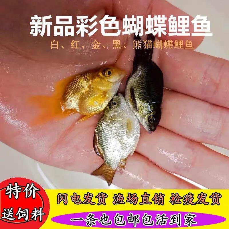 台湾蝴蝶鲤冷水观赏鱼球体短身普身长尾贵妃蝴蝶鲤锦鲤鱼苗活体