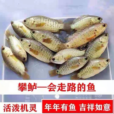 攀鲈鱼过山鲫观赏鱼热带巴毛八毛原生冷水鱼凶猛新手懒人耐养
