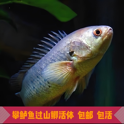 原生走路攀鲈鱼过山鲫