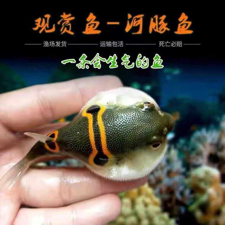 淡水河豚观赏鱼会生气的鱼斑马狗头巧克力娃娃潜水艇淡水小型河豚