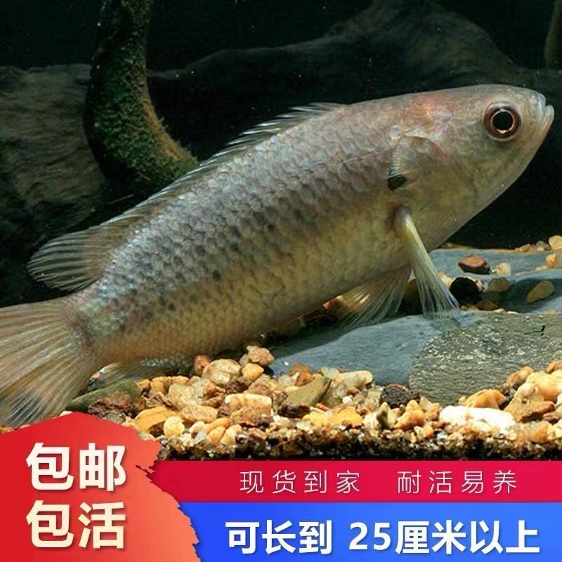 原生过山鲫攀鲈鱼太阳鱼