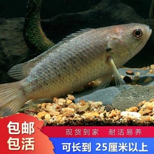 原生过山鲫攀鲈鱼太阳鱼铁甲鲫淡水凶猛会走路 鱼新手易养观赏鱼