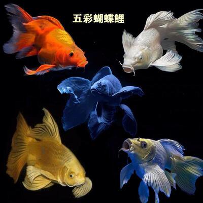 台湾纯种蝴蝶鲤贵妃球体龙蝶鲤