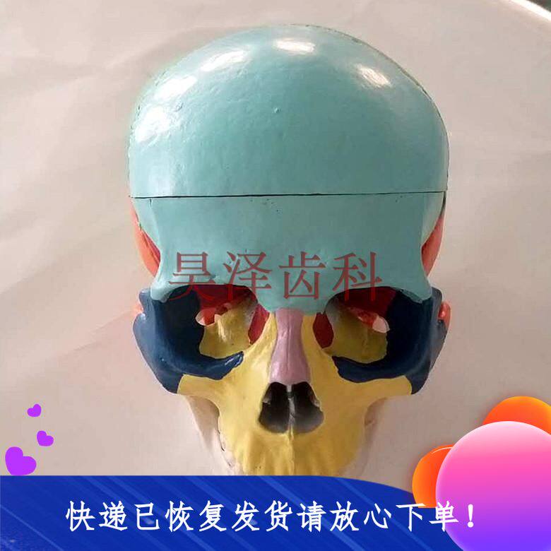 牙科头颅模型牙齿咬合模型彩色分区真人1:1骷髅头演示特价包邮