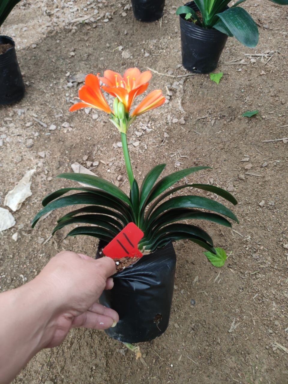 直播间一物一拍