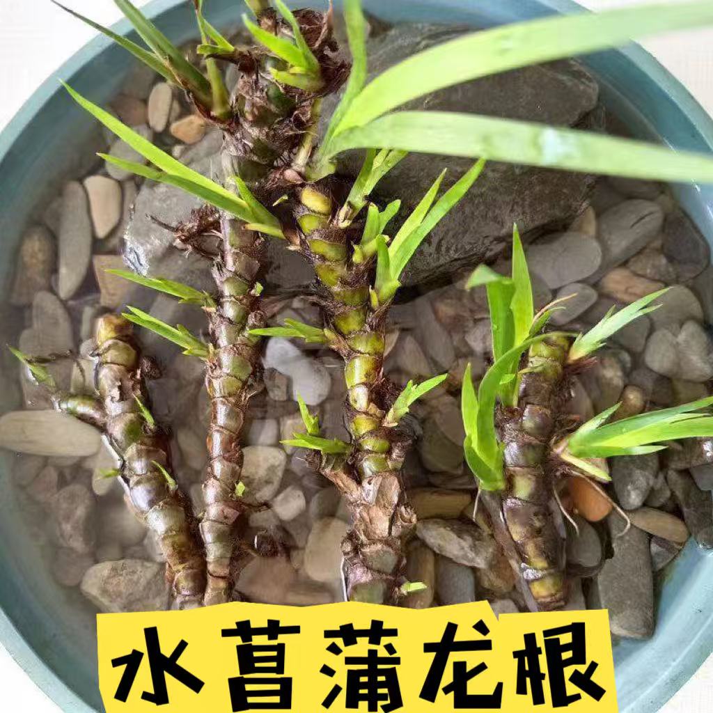 水菖蒲龙根水培盆栽室内植物四季水培绿植