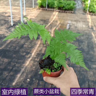 蕨类室内绿植小盆栽喜阴怕晒