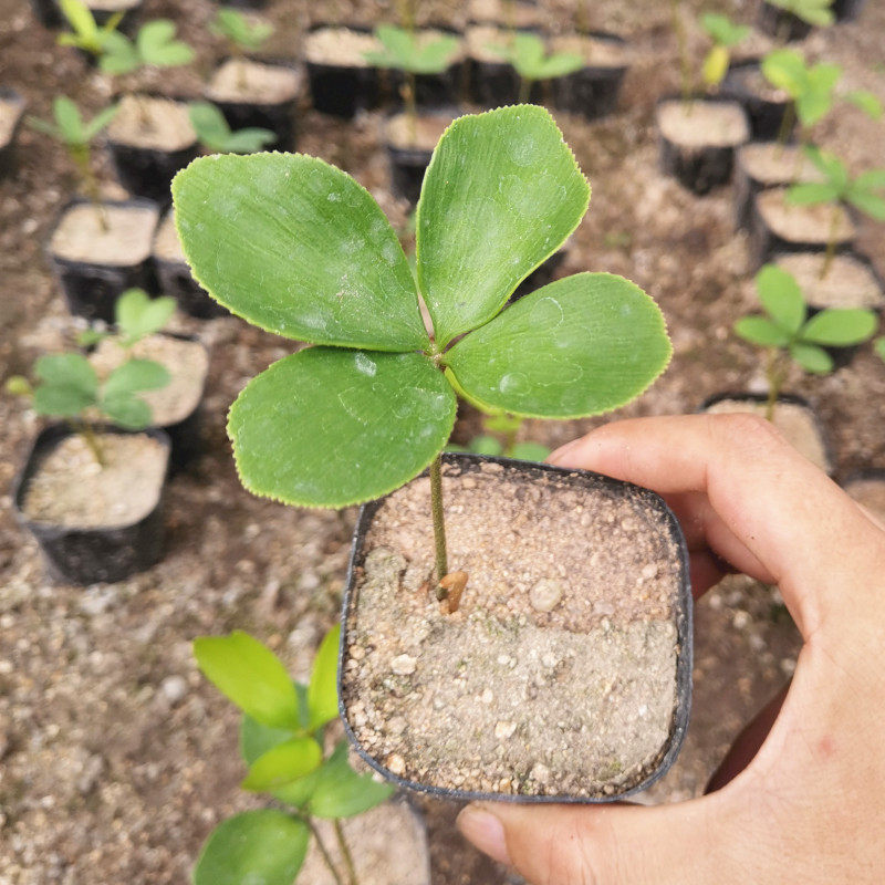 迷你精品墨西哥铁树四季常青室内桌摆绿植美洲巴西铁苏铁小盆栽