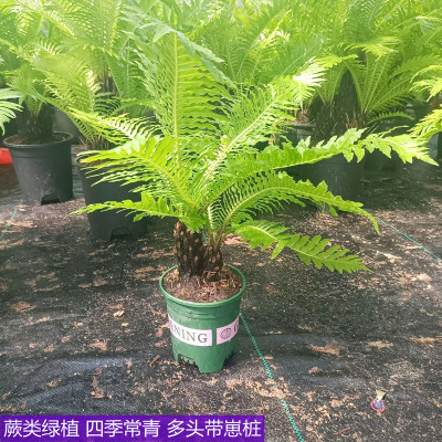 蕨类绿植盆栽四季常青见水就活带崽连体多头富贵蕨室内绿植苏铁蕨
