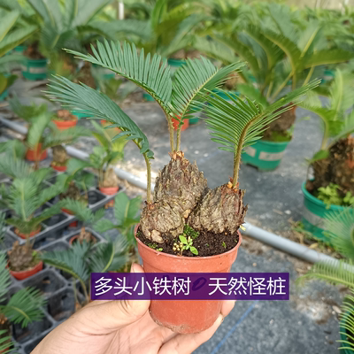 小多头铁树客厅办公室新奇