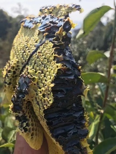 云南野生黑蜂蜜米团花蜜1斤148元包邮