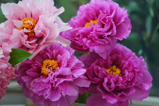顺丰包邮菏泽牡丹重瓣芍药鲜花母亲节花束山东牡丹基地节庆鲜花