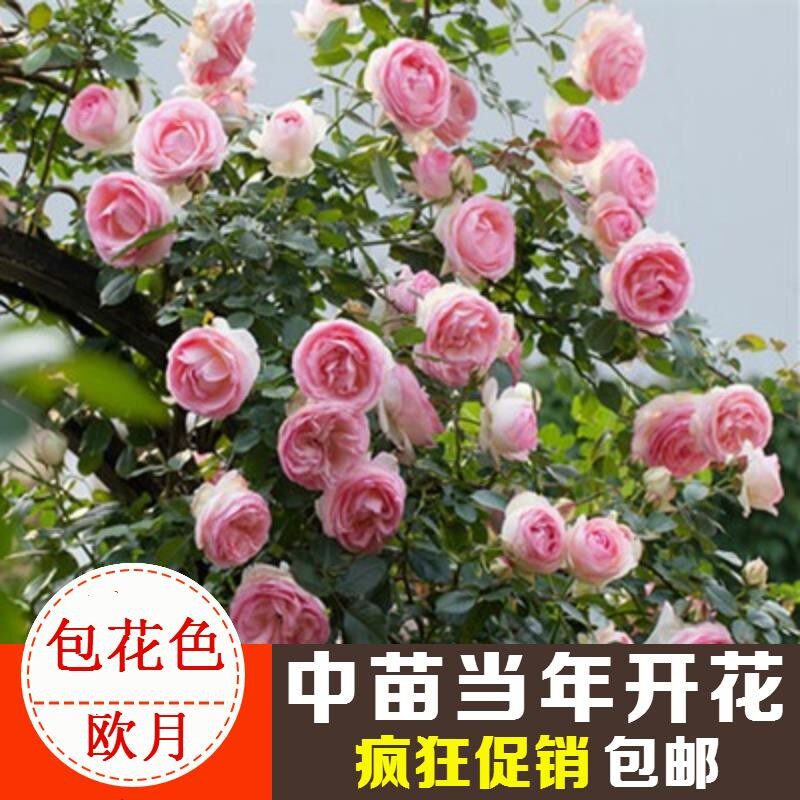 藤本月季爬墙攀援花卉绿植玫瑰