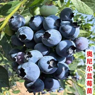 耐寒高产奥尼尔蓝莓苗大果带土蓝莓树果苗庭院盆栽地栽南北方种植