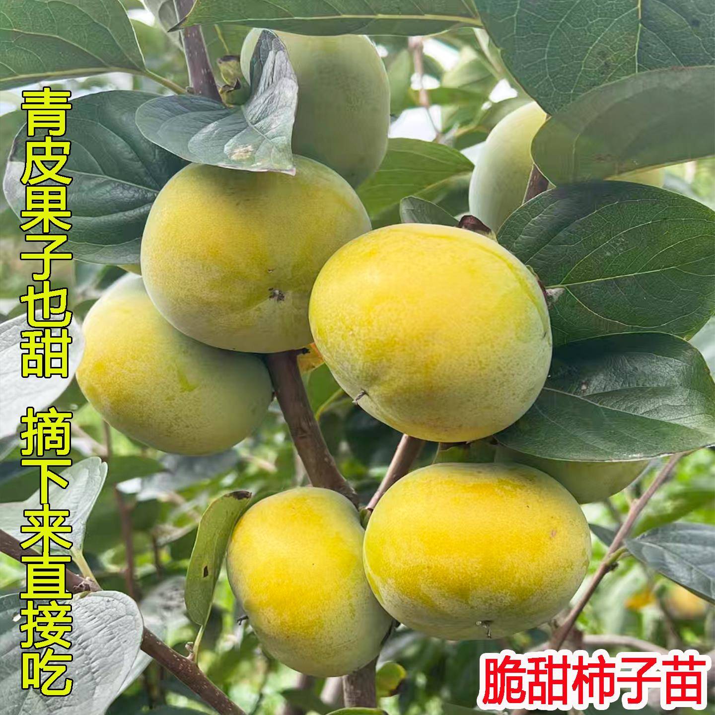 脆甜柿子树果苗特大脆甜水果柿子苗树嫁接苗南方北方种植庭院果树