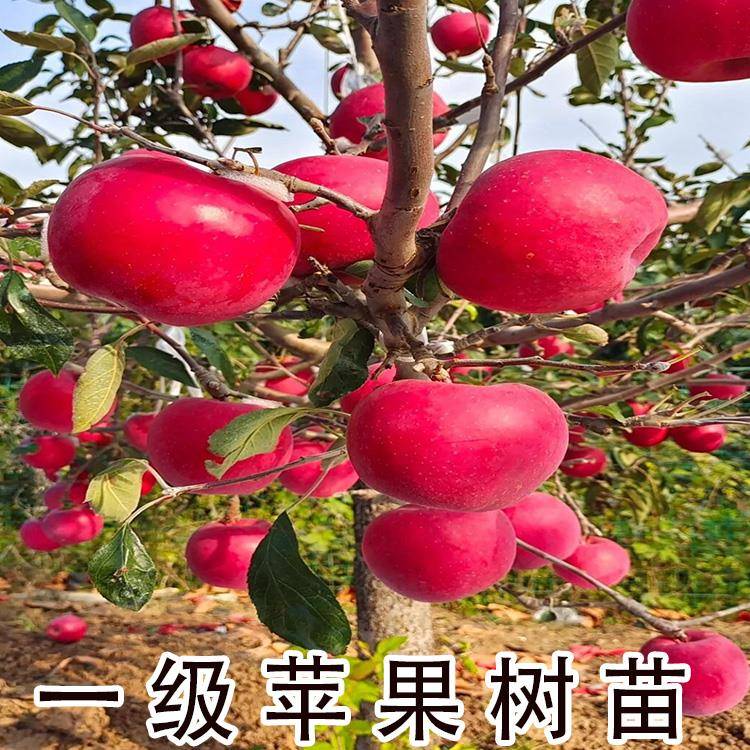 苹果树苗南北方种植冰糖心红富士矮化苹果树苗地栽盆栽当年结果苗
