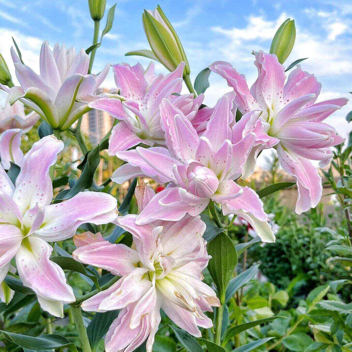 重瓣香水百合花种球多年生四季种植易活花卉盆栽室内阳台植物种子