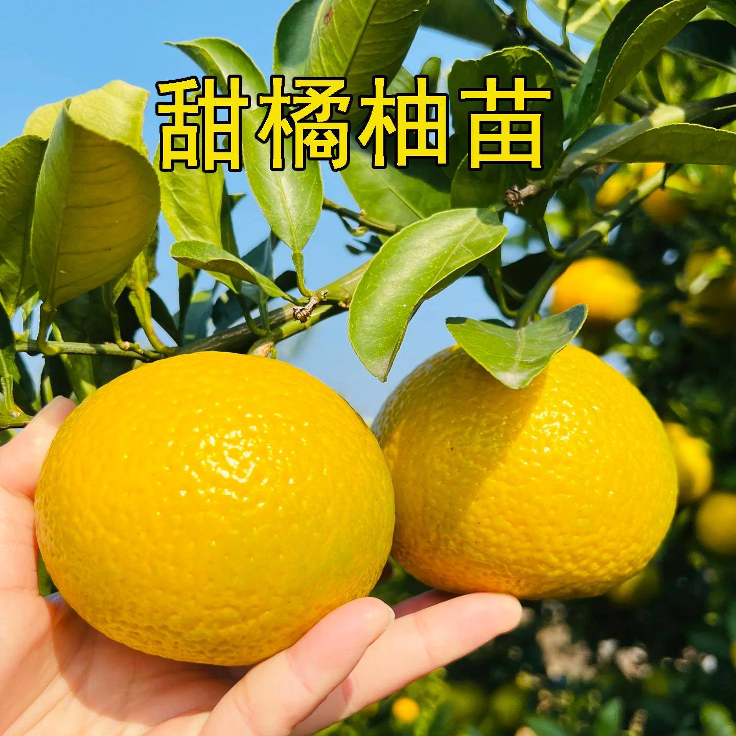 甜桔柚子苗甜橘柚子树果苗黄金柑苗苹果柚子苗庭院种植当年结果