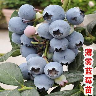 薄雾蓝莓树果苗耐寒大果蓝莓树苗盆栽庭院地栽南方北方种当年结果