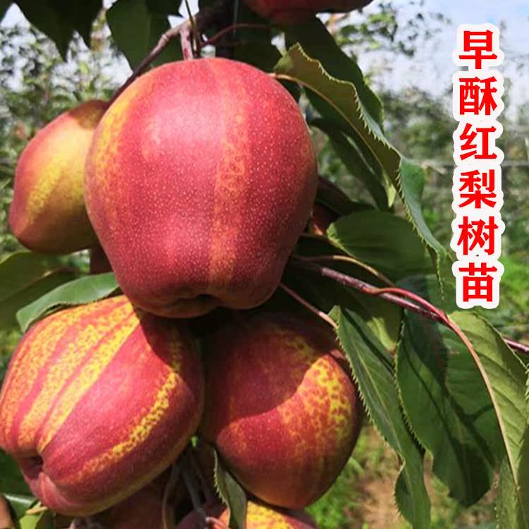 新品种早酥红梨树果苗嫁接梨树活苗南方北方种植盆栽地栽当年结果