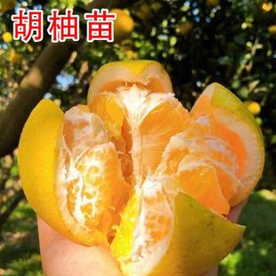 嫁接柚子苗树常山胡柚树苗盆栽地栽柚子树果苗南北方种植当年结果