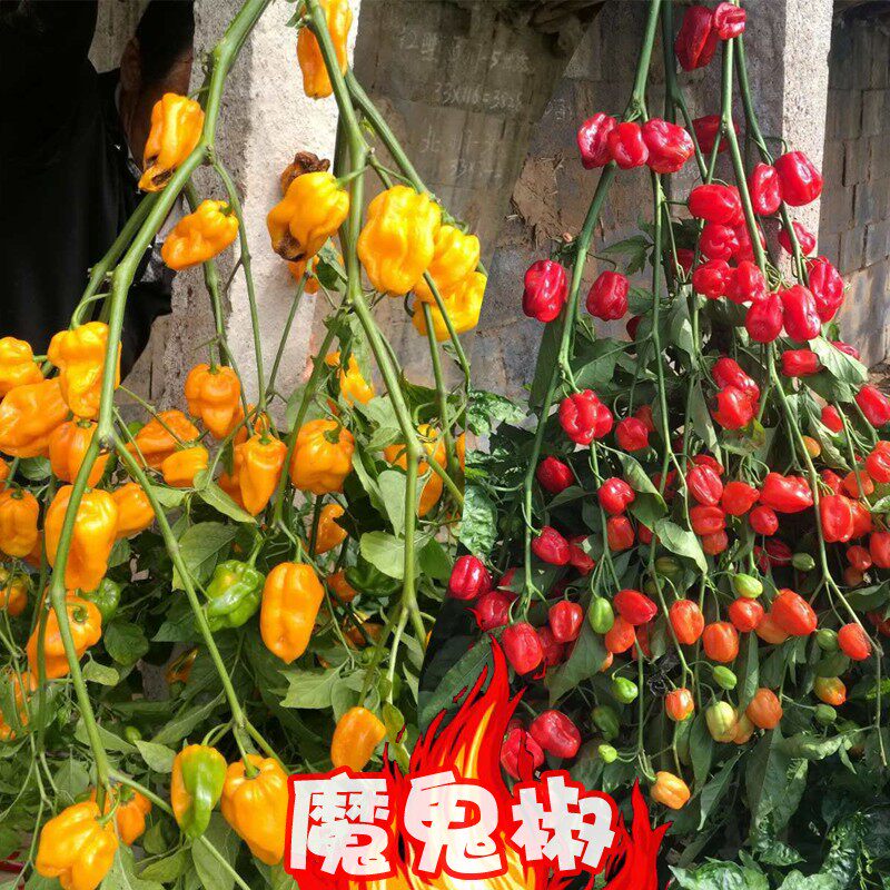 魔鬼椒辣椒种子超辣高产秋季四季播易种植蔬菜籽海南灯笼椒种苗子