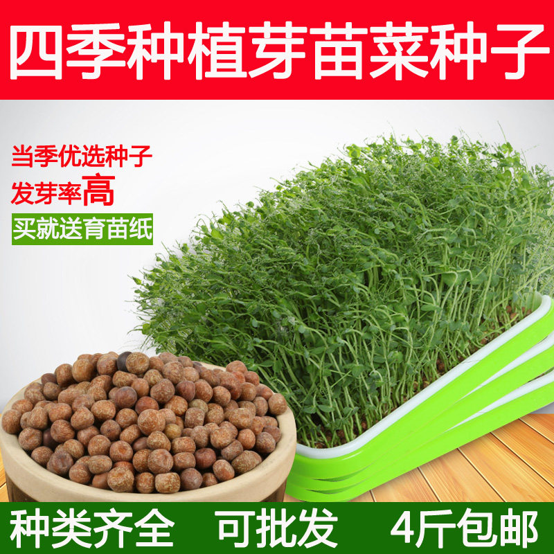 芽苗菜种子豆芽菜纸上种菜小麦草萝卜豌豆松柳荞麦空心菜油葵蔬菜