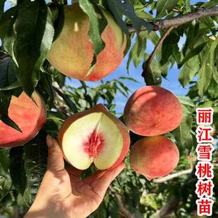 正宗丽江雪桃树苗嫁接脆甜冬桃子树苗南北方种植地栽盆栽当年结果