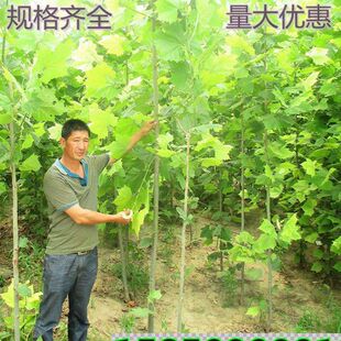 法国梧桐树苗 速生法桐苗小苗 树苗 别名法桐 悬铃木 青皮梧桐