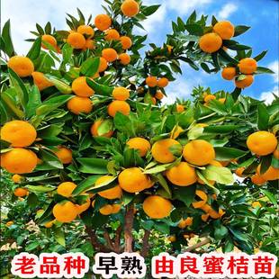 老品种由良蜜桔树苗蜜橘树苗大树带土橘子树早熟无籽桔子当年结果