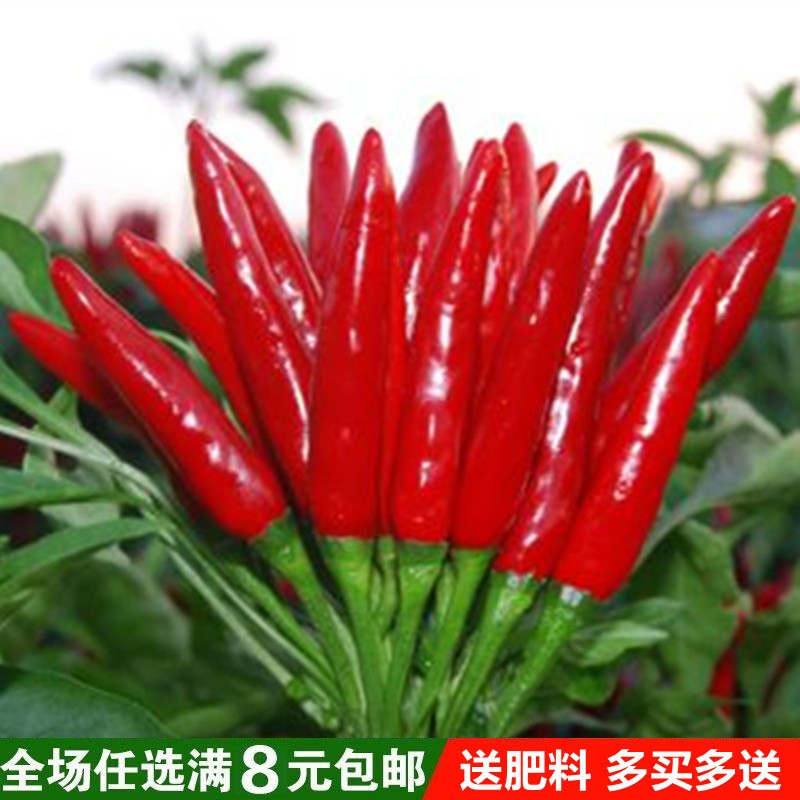 蔬菜种子辣椒红色小米阳台
