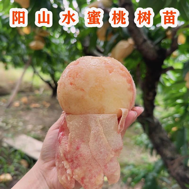 早熟水蜜桃树果苗阳山白凤水蜜桃树苗南方北方地栽盆栽当年结果苗