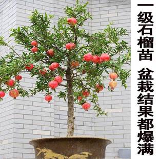 特大甜大红袍石榴树树苗突尼斯软籽石榴树树苗盆栽庭院果树果苗