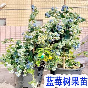 原盆原土四季蓝莓树果苗盆栽特大号耐寒蓝莓苗南北方种植当年结果