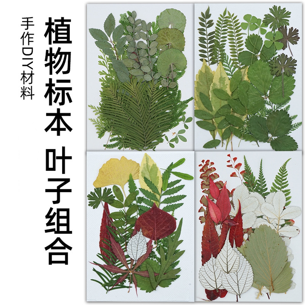 植物标本制作工具幼儿园手工贴画真树叶子干花diy材料压花装饰画图片