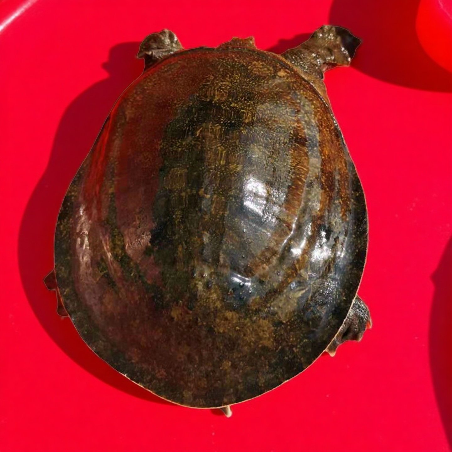 青黑花背甲鱼野外老鳖生鲜水产