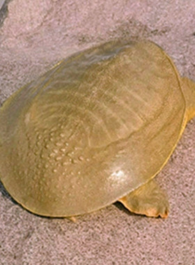 4斤大水鱼公甲鱼活体青黄背外塘鲜活生态中华老鳖老王八食用10斤