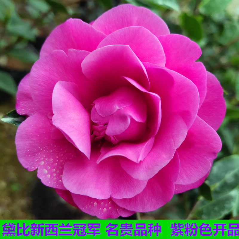 黛比新西兰冠军 名贵云杂茶花盆栽客厅庭院精品绿植花卉紫粉色