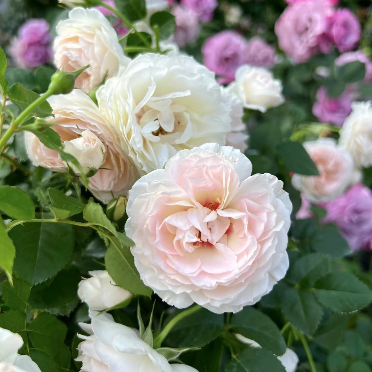 【剪秋水】月季 国月 藤本中花 米白色/粉色爬藤庭院地栽拱门盆栽