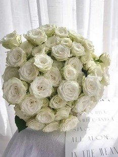 稀有新品繁星泡泡月季玫瑰多头切花玫瑰多季节开花扦插小苗