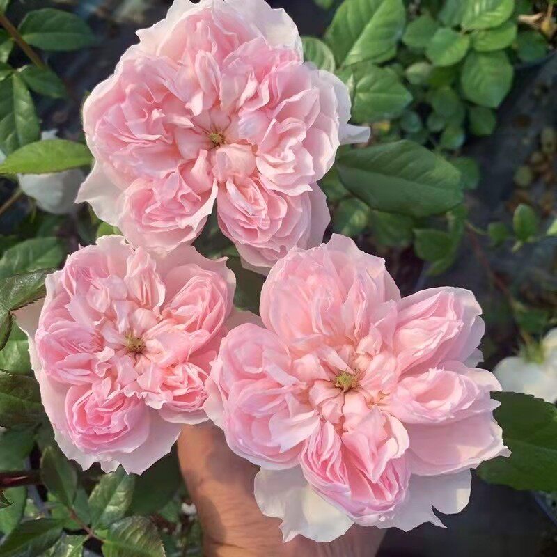 新品欧月蝶之舞 灌木多花盆栽 多季开花月季花阳台庭院花卉