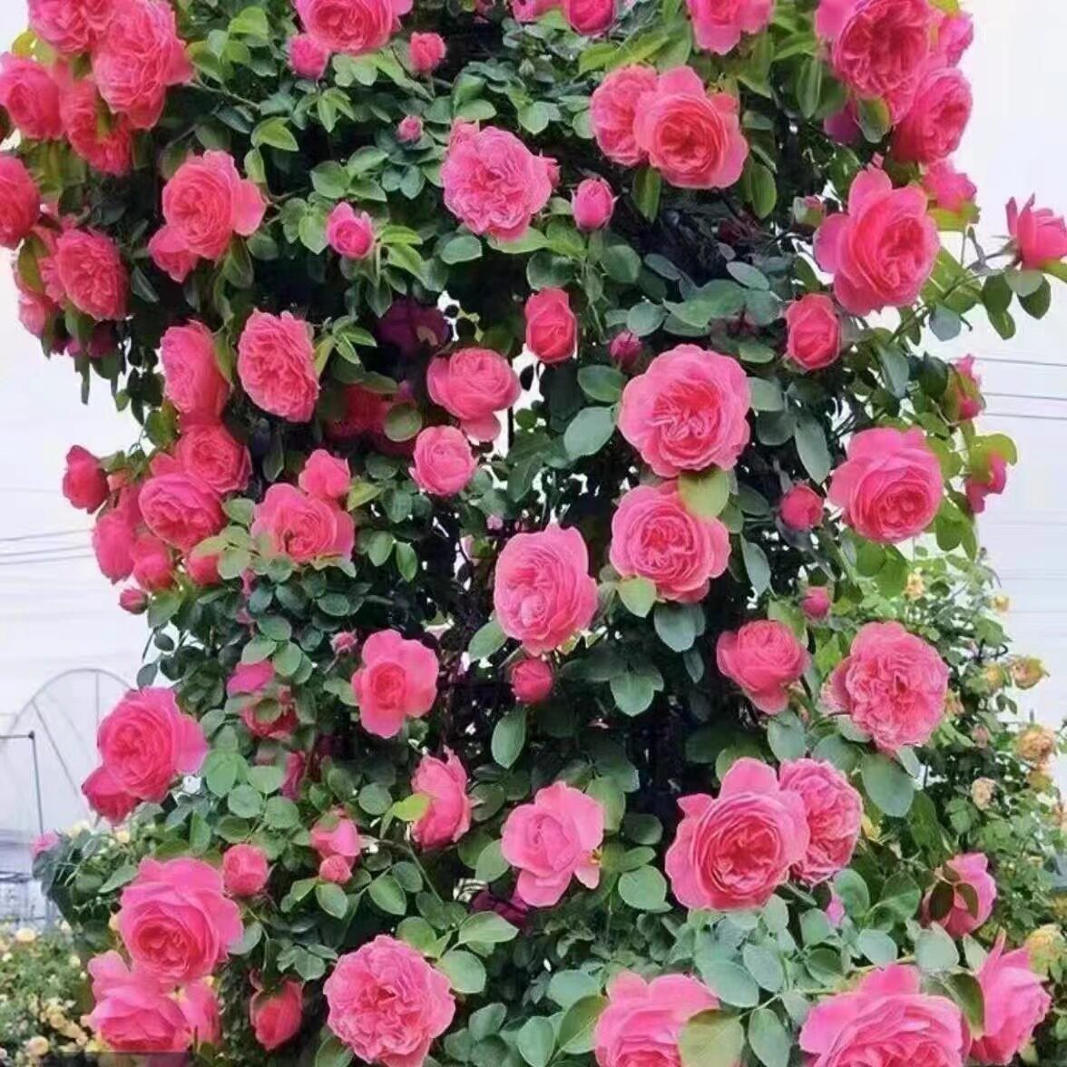 嬉皮士星星 月季花苗 爬藤多头勤花浓香灌木庭院阳台盆栽花卉