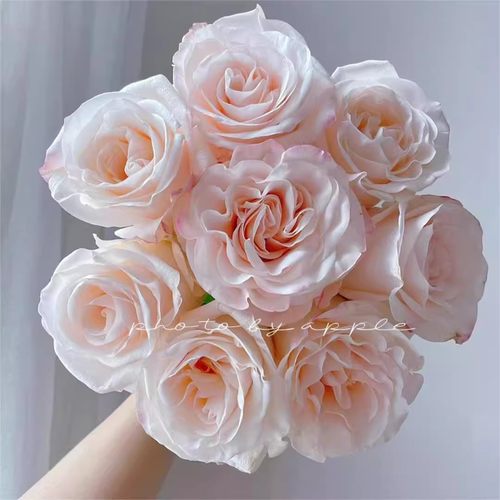 辛西娅玫瑰稀少颜色内粉色