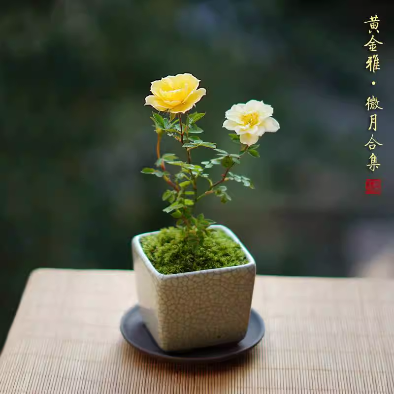 味景黄金雅蔷薇姬月季盆
