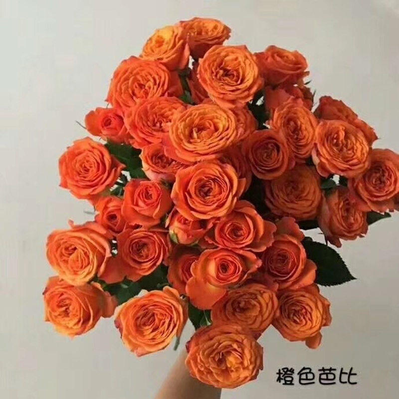 橙色芭比 多头玫瑰鲜花 切花月季勤花 四季花苗 盆地栽