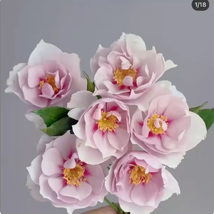 一见钟情 多头日本超新品花园木本玫瑰花苗盆栽阳台月季花卉